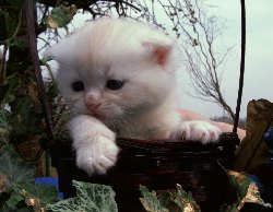 Desert Dance Scottish Fold Kater